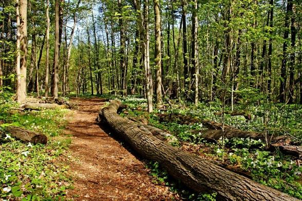 Spring forest with light and shadow and dead tree lining the trail and trilliums on the forest floor