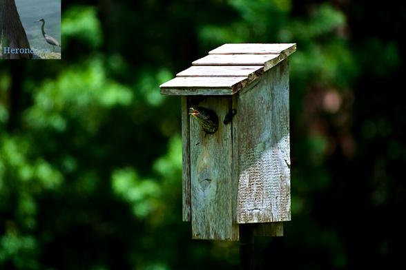 An outdoor, daytime photograph of a wooden bird house with a brown and gray bird is sticking its head out. The background of green leaves is out of focus.
