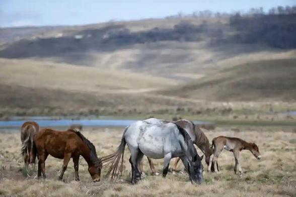 Three horses with a foal feeding on dried pasture over undulating land