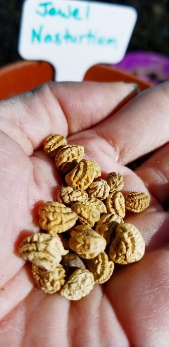 Jewel nasturtium seeds.