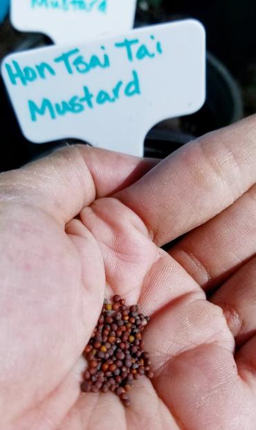 Hon Tsai Tai mustard seeds.