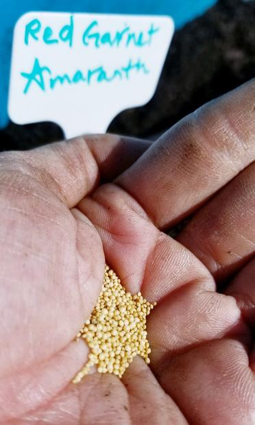 Red garnet amaranth seeds.