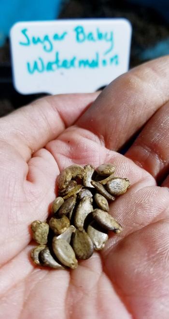 Sugar baby watermelon seeds.
