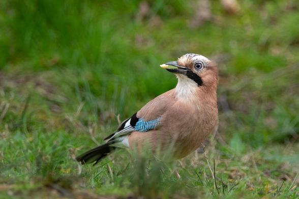 Adult European Jay feeding on the ground. It's stood in scrubby grass and is holding half a peanut in its beak. It's looking out of the frame from right to left. There's blurry grass in the background.