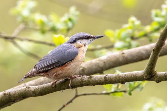 A European Nuthatch sat on a tree branch. It's facing left to right. It has blue-grey upper parts with chestnut to white lower parts and a black beak. There is a blurred green foliage background behind it.