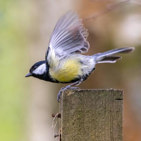 Adult Great Tit landing on a wooden fence post. It's facing right to left and its blurred wings are outstretched above it. There is a bokeh woodland background behind it.