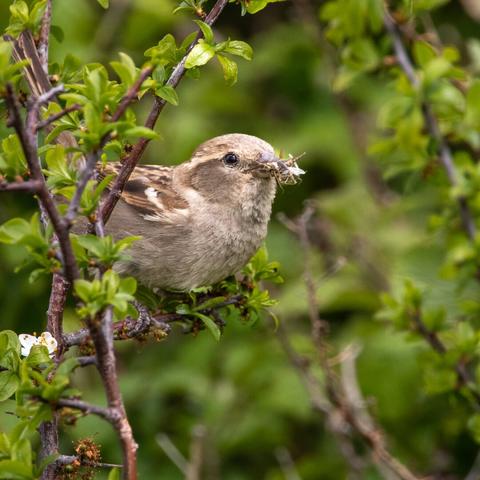 Adult female Tree Sparrow perched in an apple tree with a beak full of flies. She's looking from left to right and is surrounded by woodland foliage and branches.