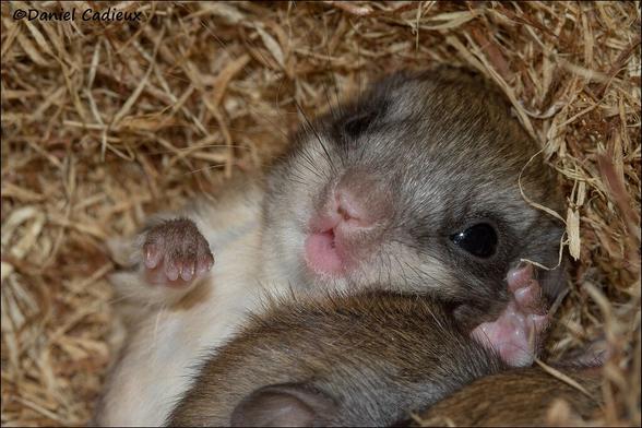 A baby northern flying squirrel on their back, their paws held near their adorable little face. It's basically the cutest picture of a baby squirrel ever.