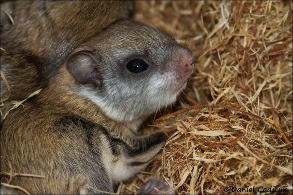 A baby flying squirrel looking off to the side. You can clearly see the fold of skin on their side that they will use for gliding.