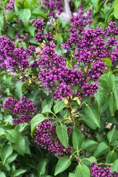 A profusion of purple lilac buds almost ready to bloom amidst their green leaves.