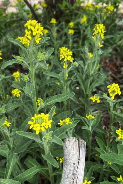 Bright, almost fluorescent, four-petaled, tiny yellow wildflowers on tall sage green stems with slightly fuzzy, sage green leaves. A weathered piece of wood sticks up in the bottom of the photo.