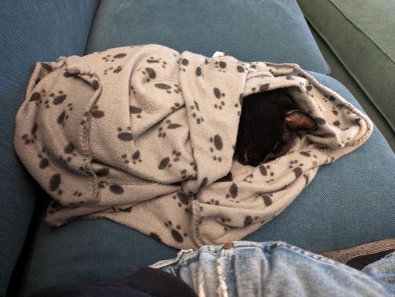 Black cat wrapped up in blanket like a burrito on a sofa
