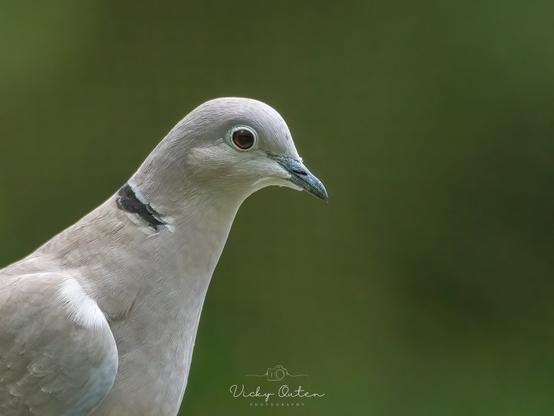 Collared dove