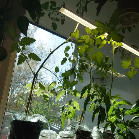 Väldigt högvuxna tomatplantor i ett fönster.