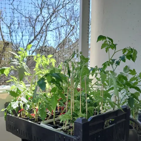 Tomatplantor på balkongen.