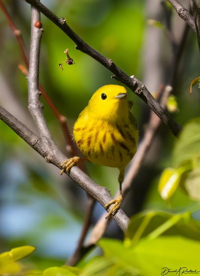 Yellow bird with large dark eye and reddish streaks on the chest, perched on a twig in front of a spring-green background