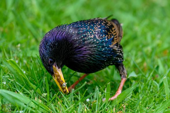 The iridescent starling with 6 mealworm in its mount