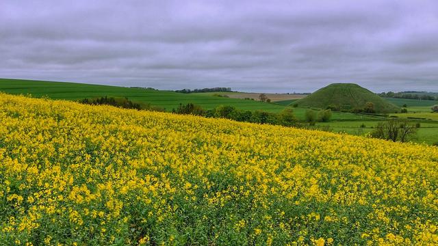 A view from the path approaching West Kennet long barrow, across a bright yellow rapeseed crop, towards Silbury Hill, a large artificial chalk mound. Behind it, unseen, lies Avebury stone circle.