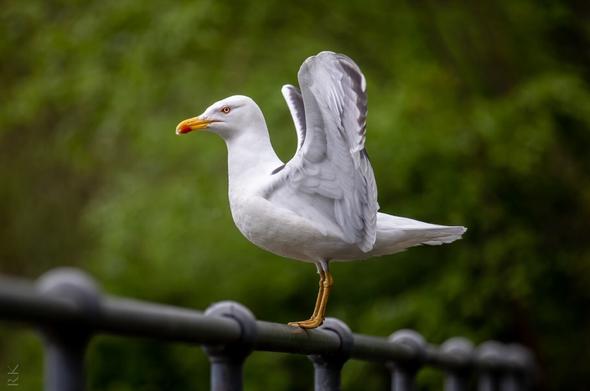 A seagull standing on a barrier with wings raised and spread wide.