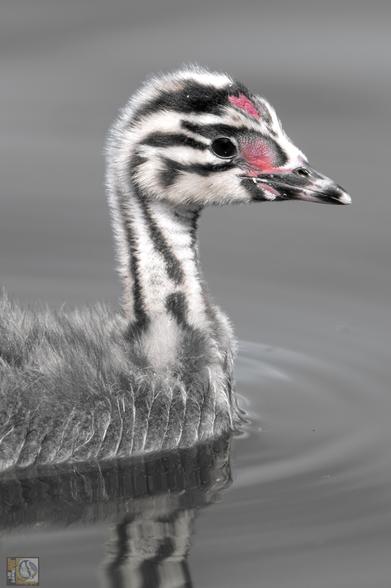A black and white photo of a Grebe chick on a still lake