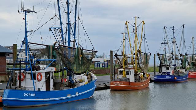 Krabbenkutter im kutterhafen Dorum Neufeld