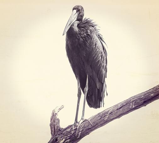 African Openbill Stork on a branch, so named because of the slight gap that exists between the upper and lower mandible so that the bill touches only at the tip.