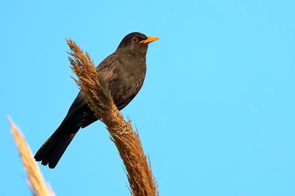 Male Common Blackbird posing beautifully at the top of some reed under a clear blue sky. Staring curious my way probably wondering what I'm doing.