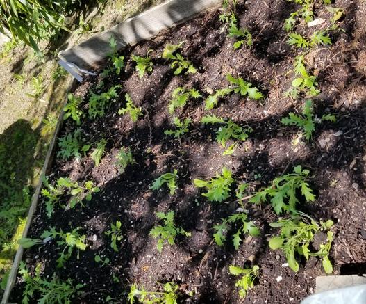 Salad greens transplanted into raised bed.