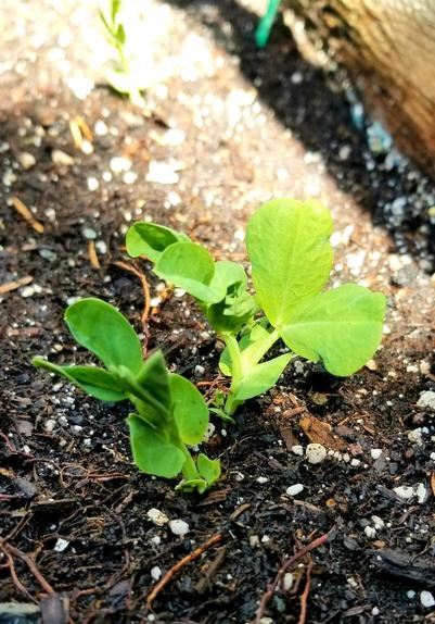 New snow pea sprouts.  Seeds were direct sowed.