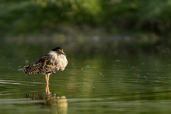 Male Ruff
Kemphaan mannetje