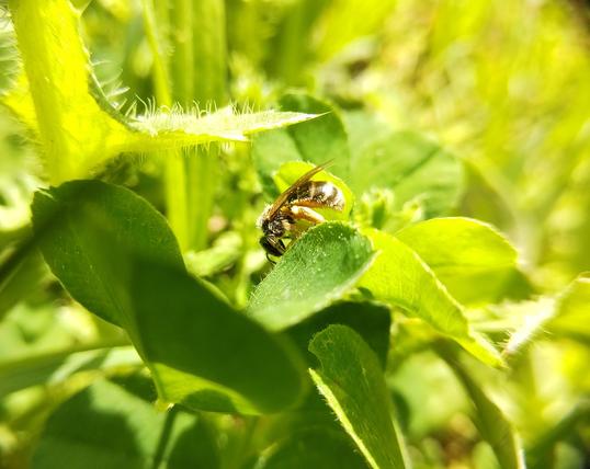 In the middle of plants, a bee is catching the light. You can see its golden hair on the side of its Gaster on top of the thorax.