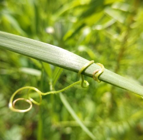 No insect here, just a blade of grass used as support by another plant. A long green thread is rolled around the blade of grass like a whip.