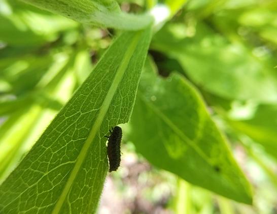 A black larva in the process of eating a leaf.