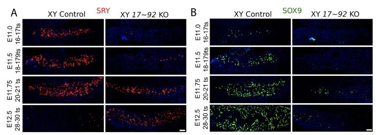 Immunofluorescence for SRY (A, red) and SOX9 (B, green) in control or miR-17-92 KO XY differentiating gonads, from E11.0 to E12.5.