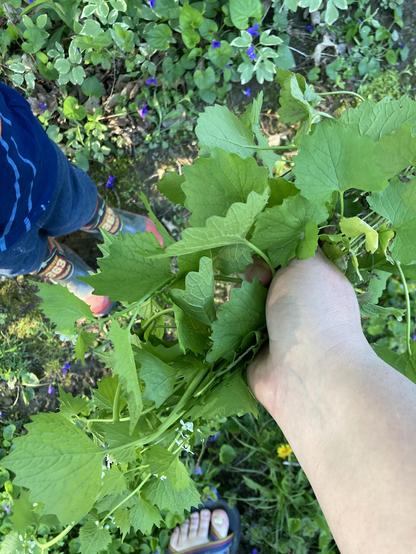 An arm of a white person ends in a handful of greenery. Nearby a small child in blue clothes and raincoats is shown from chest down. Various green plants form ground cover.