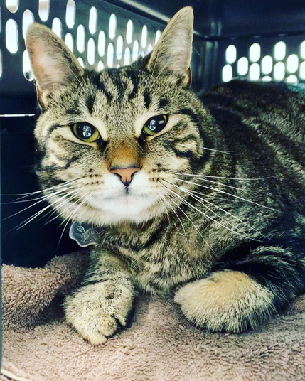 Large tabby cat with glorious whiskers