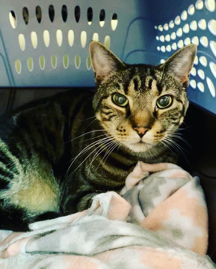 Tabby cat in carrier