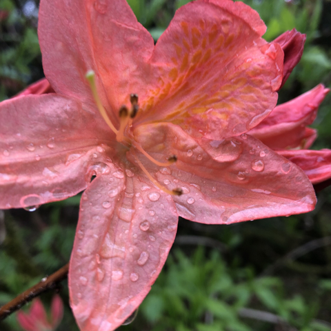 Close up of salmon pink flower with raindrops: Photo C Mills