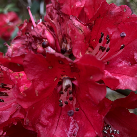 Close up of bright pinky red rhododendrons : Photo CMills