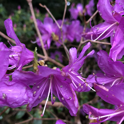 Close up of purple rhododendron flowers: Photo C Mills
