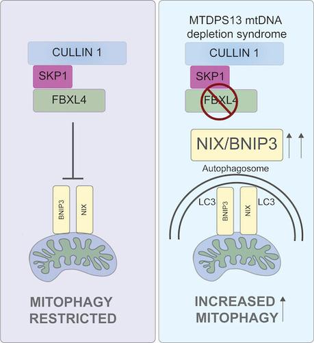 Schematic visualization of the article's synopsis