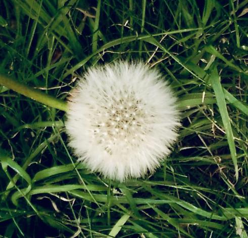 This is a near perfect white and fluffy dandelion dock, looking ready for the seeds to take flight. The grass is a lush green from all the rain. In some magical traditions, dandelions are associated with the goddess Aphrodite because of her connection to bees.