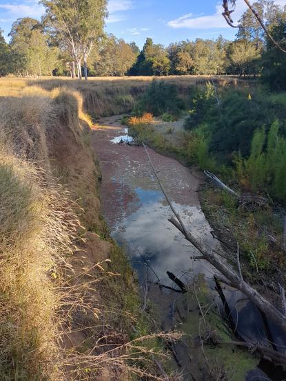 A right hand bend in a channelised creek shows an eroded surface with paddock grass spilling over the edge.