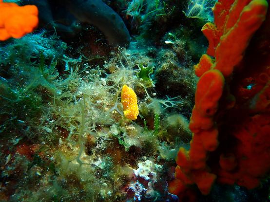 Photo of a yellow nudibranch (phyllidia flava) grazing on seaweed next to red finger sponge. The nudibranch looks like yellow rubber with little white dots.