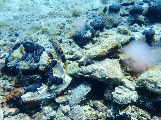 Photo of a painted comber swimming on top of rocks covered with some black sponge. The black/white "zebra" stripes of the comber, and its marbled head pattern and yellow fins are nicely visible.