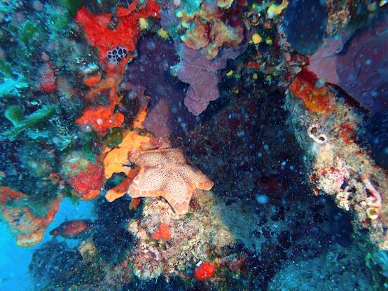 Photo of a biscuit sea star in a little cave surrounded by colorful red, orange, purple, black sponges. In the top-left a nudibranch ("sea cow", peltodoris atromaculata) with its black spot pattern can be seen grazing on a red sponge. Next to it some yellow sea anemones are visible.
