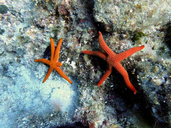 A photo of two starfishes: one red one with five arms and another orange one that once had six arms. They are sitting on some rocks covered by algae and seaweed. At the bottom some mermaid cups that look like little umbrellas.