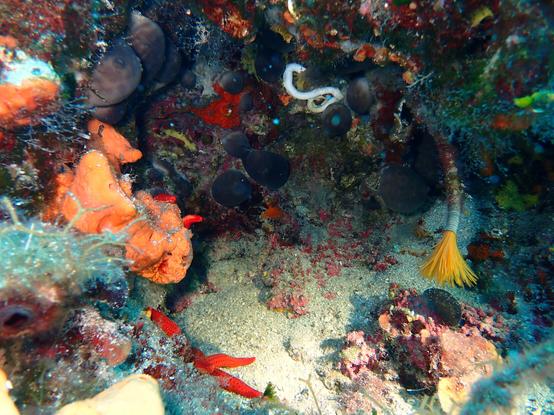 A photo of a fanworm with yellow tentacles in a little cave. It is surrounded by rocks covered with colorful sponges and algae plus two red starfishes.
