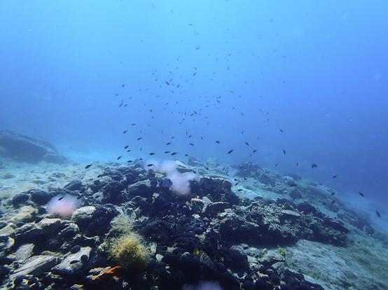 A photo of the view across the seaground with lots of damselfish swimming at the top. Below them a two banded sea bream and a painted comber can be seen. The ground is covered with rocks, black sponges, a few fanworms and yellow tube sponges. The background is dark blue.