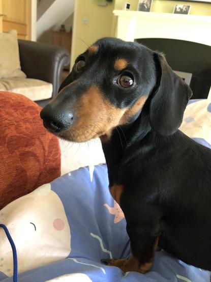 Black and Tan mini dachshund sitting sideways across the human’s legs.  Looking over his left shoulder.  Looks like his right eyebrow is raised enquiringly with eyes that seem to say that he hadn’t been fed in weeks.